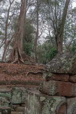 Ormandaki eski grunge kalıntıları