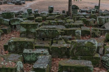 Ormandaki eski grunge kalıntıları