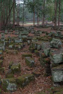 Ormandaki eski grunge kalıntıları