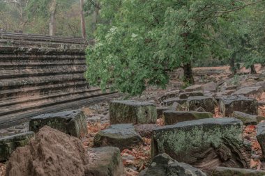Ormandaki eski grunge kalıntıları