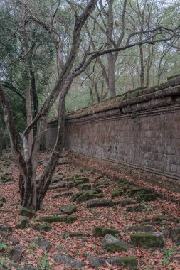 Ormandaki eski grunge kalıntıları