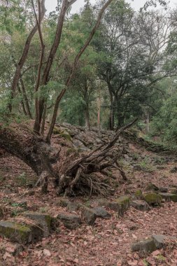 Ormandaki eski grunge kalıntıları