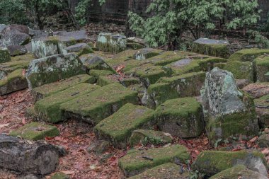 Ormandaki eski grunge kalıntıları