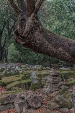 Ormandaki eski grunge kalıntıları