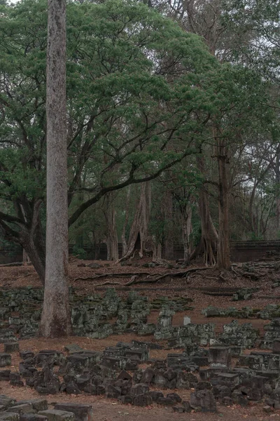 Ormandaki eski grunge kalıntıları