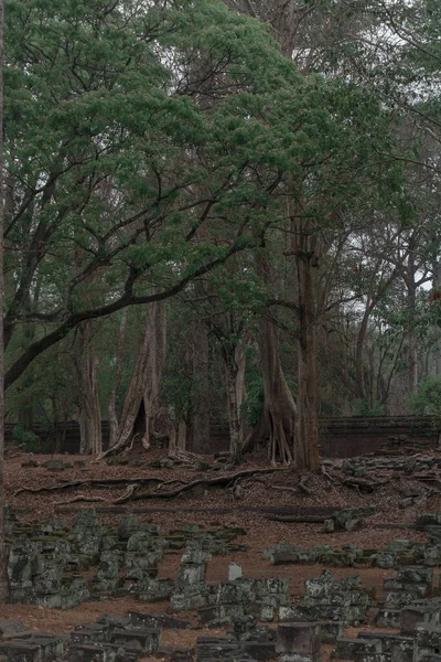 Ormandaki eski grunge kalıntıları