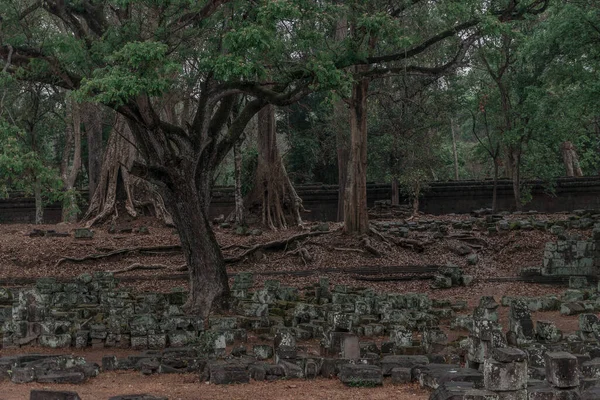 Ormandaki eski grunge kalıntıları