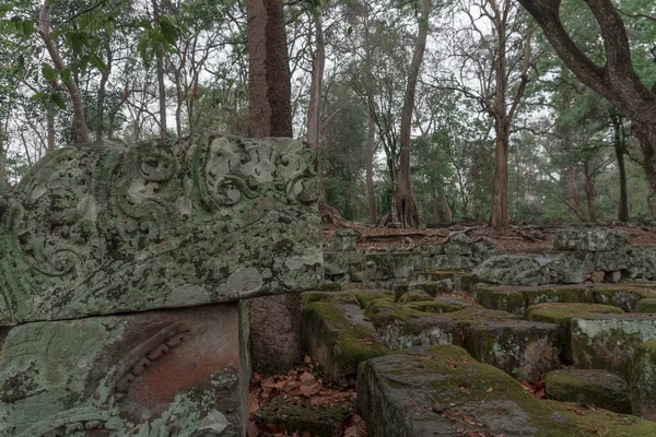 森林中古老的树篱废墟 — 图库照片