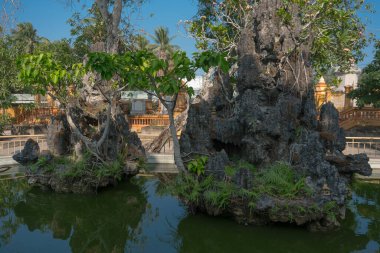 Suda büyüyen devasa eşsiz ağaçlar.