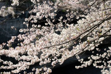 Koyu arkaplanda beyaz bahar çiçekleri