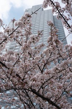 Şehirde modern binalar ve gökdelenler