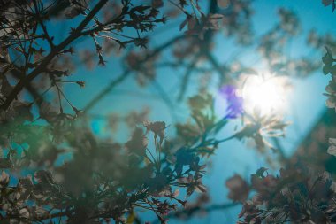 Günbatımında güzel sonbahar ormanı.