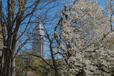 İlkbaharda açan kiraz ağacı mavi gökyüzü