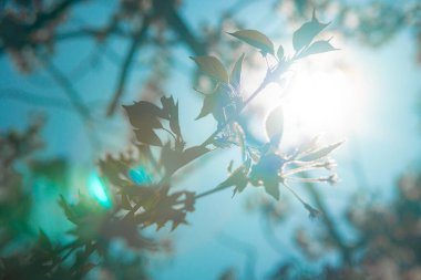 Günbatımında güzel sonbahar ormanı.