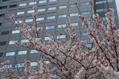 Şehirde modern binalar ve gökdelenler