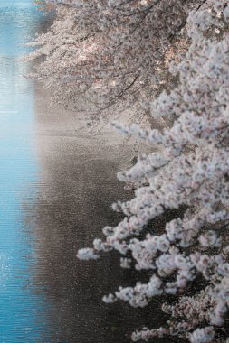 Hong Kong 'da sakura çiçekleri çiçek açar.