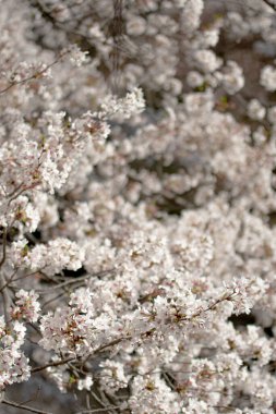 Beyaz bahar çiçeklerini kapat