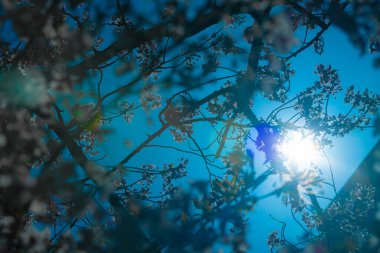 Günbatımında güzel sonbahar ormanı.