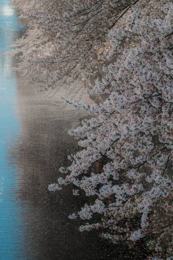 Hong Kong 'da sakura çiçekleri çiçek açar.