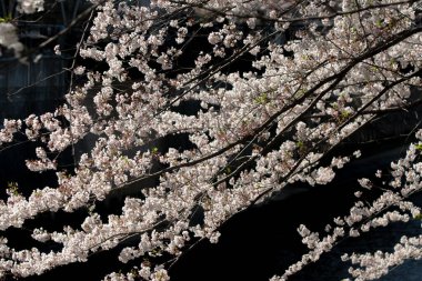 Koyu arkaplanda beyaz bahar çiçekleri