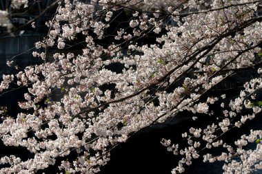 Koyu arkaplanda beyaz bahar çiçekleri