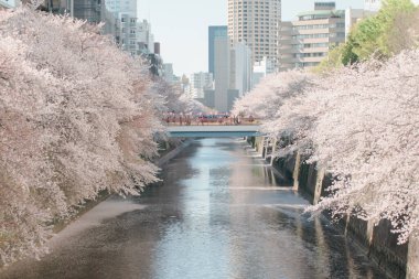 Hong Kong 'da sakura çiçekleri çiçek açar.