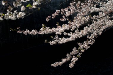 Koyu arkaplanda beyaz bahar çiçekleri