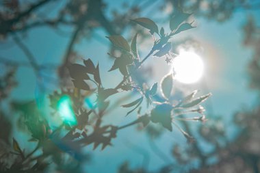 Günbatımında güzel sonbahar ormanı.