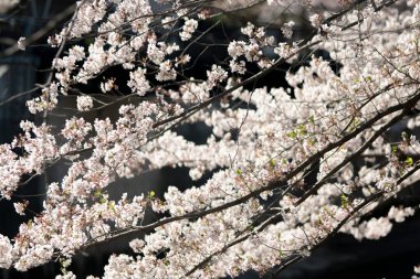 Koyu arkaplanda beyaz bahar çiçekleri