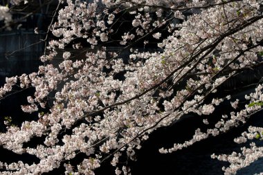 Koyu arkaplanda beyaz bahar çiçekleri