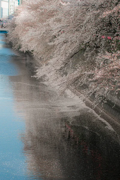 Sakura Kwiaty Kwitną Hong Kongu — Zdjęcie stockowe