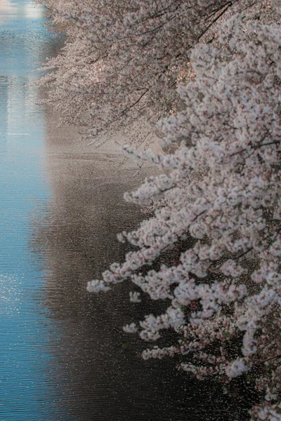 Flores Sakura Florescer Hong Kong — Fotografia de Stock