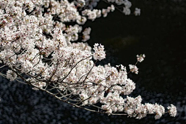 Flores Brancas Primavera Fundo Escuro — Fotografia de Stock