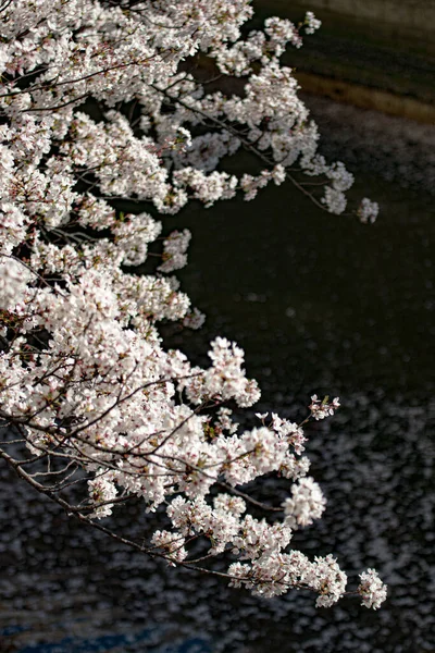 Białe Wiosenne Kwiaty Ciemnym Tle — Zdjęcie stockowe
