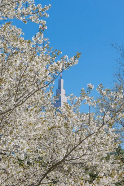 春に青空を背景に桜を咲かせ — ストック写真