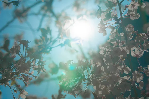 Günbatımında güzel sonbahar ormanı.