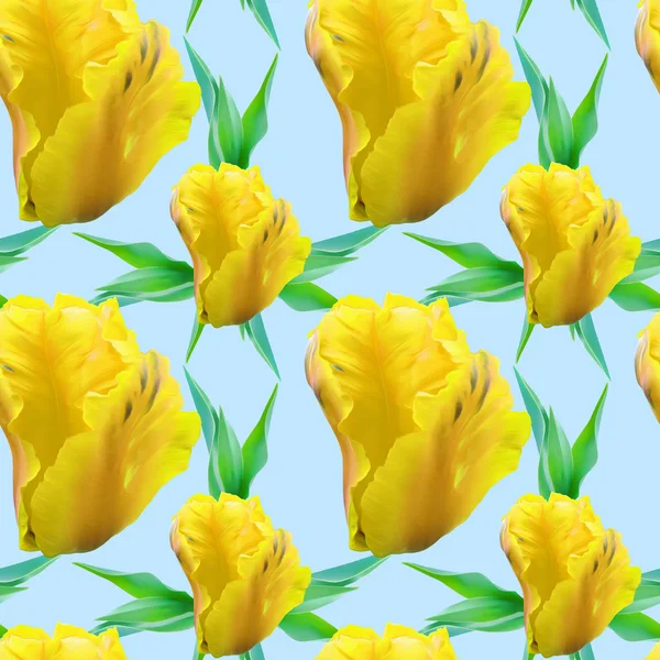 Tulip. Texture of flowers. Seamless pattern for continuous replicate. Floral background, photo collage for production of textile, cotton fabric. For use in wallpaper, covers