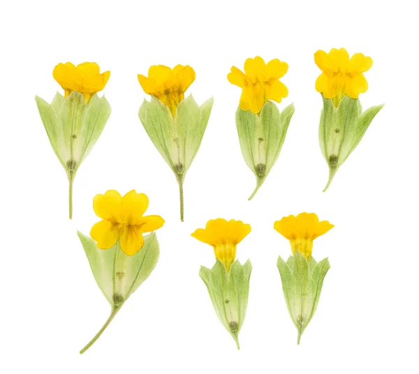 Pressed and dried maroon primrose flowers - primula polyanthus. Isolated on white background. For use in scrapbooking, floristry or herbarium.