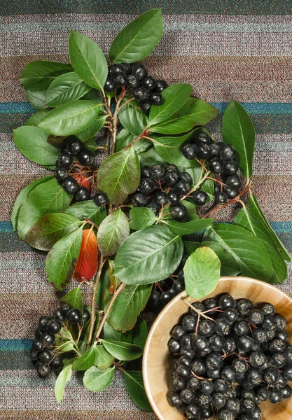 Chokeberry, aronia. Herbs for use in alternative medicine, phytotherapy, spa, herbal cosmetics. Preparing infusions, decoctions, tinctures. Used in powders, ointments, butter, tea, bath — Stock Image Chokeberry Aronia Herbs Use Alternative Medicine Phytotherapy Spa Herbal Cosmetics Royalty Free Stock Photos