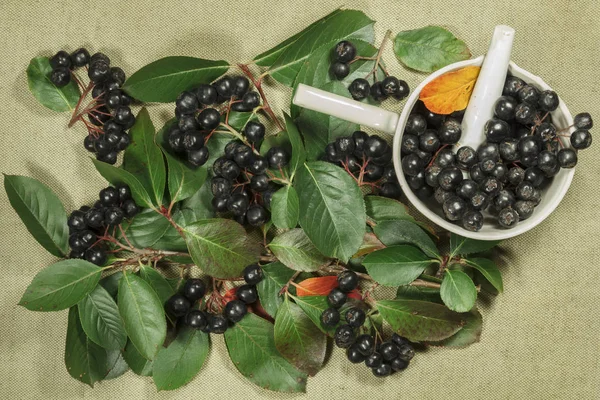 Chokeberry, aronia. Dry herbs for use in alternative medicine, phytotherapy, spa, herbal cosmetics. Preparing infusions, decoctions, tinctures. Used in powders, ointments, butter, tea, bath — Stock Image Chokeberry Aronia Dry Herbs Use Alternative Medicine Phytotherapy Spa Herbal Royalty Free Stock Images