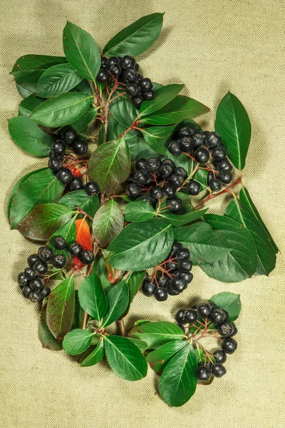 Chokeberry, aronia. Herbs for use in alternative medicine, phytotherapy, spa, herbal cosmetics. Preparing infusions, decoctions, tinctures. Used in powders, ointments, butter, tea, bath — Stock Image Chokeberry Aronia Herbs Use Alternative Medicine Phytotherapy Spa Herbal Cosmetics Stock Photo