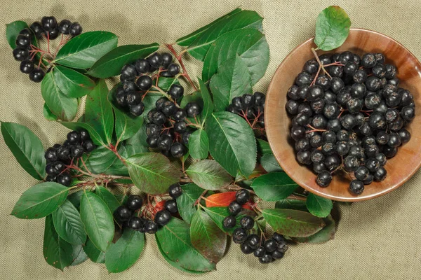 Chokeberry, aronia. Herbs for use in alternative medicine, phytotherapy, spa, herbal cosmetics. Preparing infusions, decoctions, tinctures. Used in powders, ointments, butter, tea, bath — Stock Image Chokeberry Aronia Herbs Use Alternative Medicine Phytotherapy Spa Herbal Cosmetics Royalty Free Stock Images