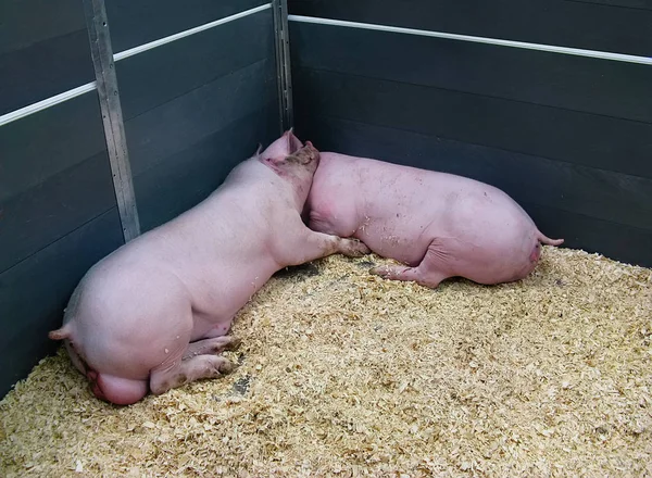 Peacefully sleeping pair of pigs in the pen. The pig is a symbol of 2019.