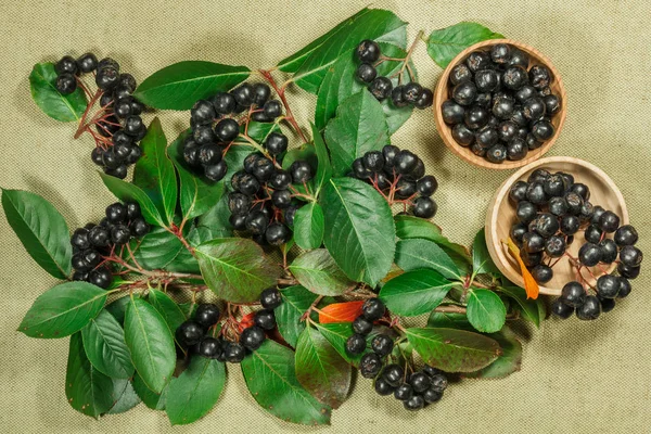 Chokeberry, aronia. Dry plants for use in alternative medicine, phytotherapy, spa, herbal cosmetics. Preparing infusions, decoctions, tinctures. Used in powders, ointments, butter, tea, bath — Stock Image Chokeberry Aronia Dry Plants Use Alternative Medicine Phytotherapy Spa Herbal Stock Image