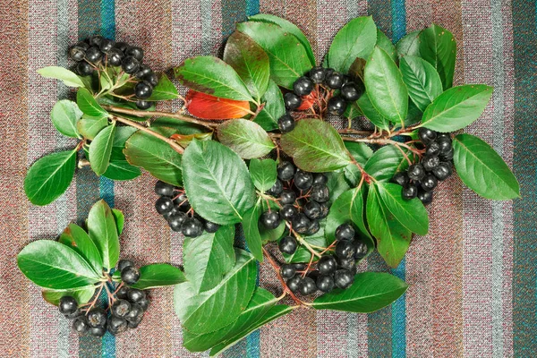 Chokeberry, aronia. Herbs for use in alternative medicine, phytotherapy, spa, herbal cosmetics. Preparing infusions, decoctions, tinctures. Used in powders, ointments, butter, tea, bath. Flat lay. — Stock Image Chokeberry Aronia Herbs Use Alternative Medicine Phytotherapy Spa Herbal Cosmetics Stock Photo