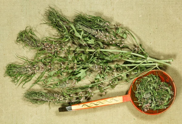 Motherwort. Dry herb for use in alternative medicine, phytothera