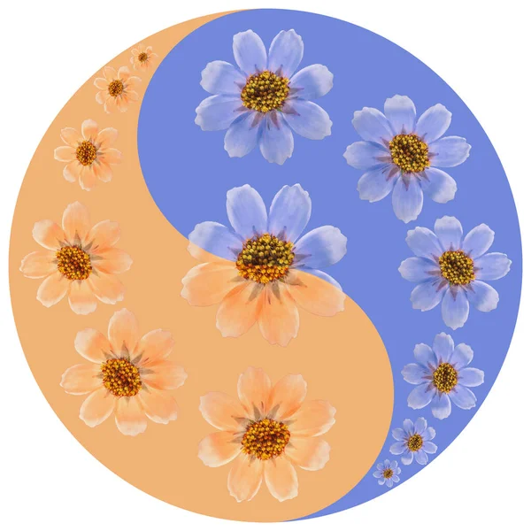 Floral symbol Yin-Yang. Cosmos. Geometric pattern of Yin-Yang symbol, from plants on colored background in Oriental style. Yin Yang symbol from flowers, petals. Flower illustration of mandala.