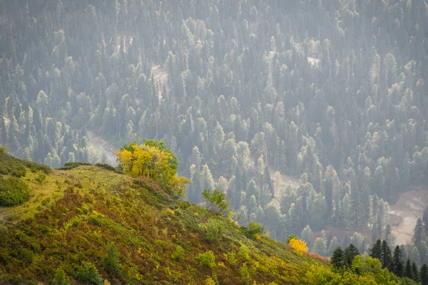 霧の森の背景と山の上の木 — ストック写真