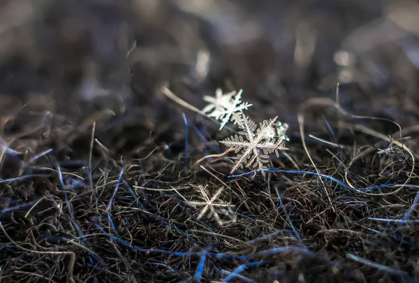 Natuurlijke Macro Sneeuwvlok Iced Schoonheid Van Bevroren Natuur — Stockfoto