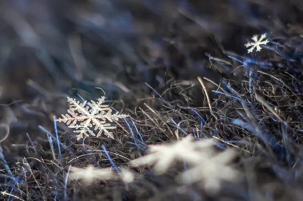 自然のスノーフレーク マクロ アイス冷凍自然の美しさ — ストック写真